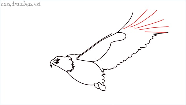 How to draw an eagle flying step (11)