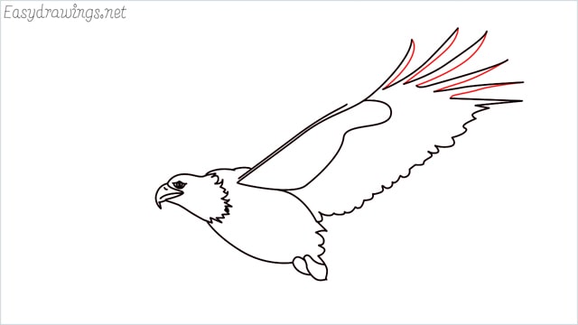 How to draw an eagle flying step (12)