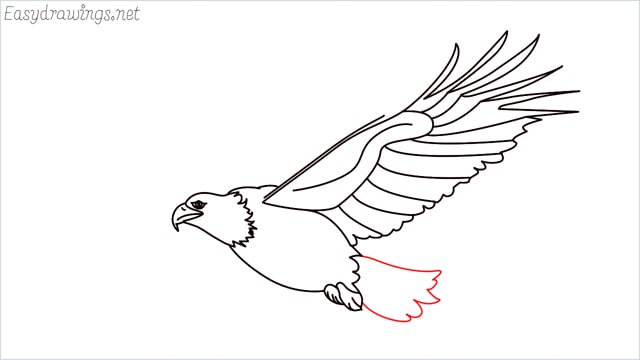 How to draw an eagle flying step (15)