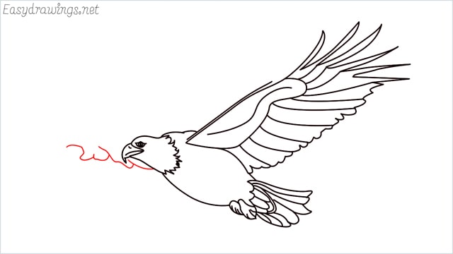 How to draw an eagle flying step (19)