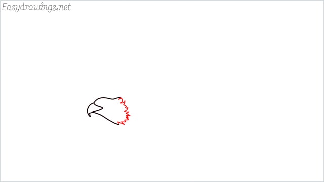 How to draw an eagle flying step (3)