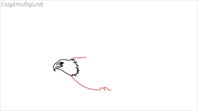 How to draw an eagle flying step (6)