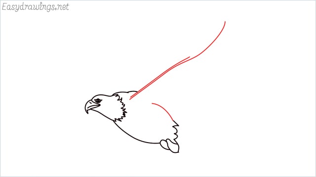 How to draw an eagle flying step (8)