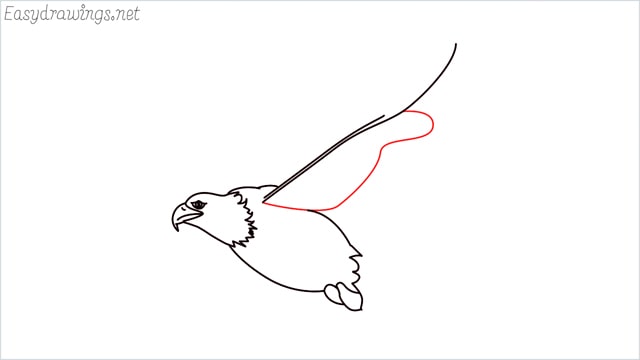 How to draw an eagle flying step (9)