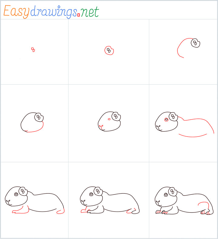 Overview Guinea Pig Drawing