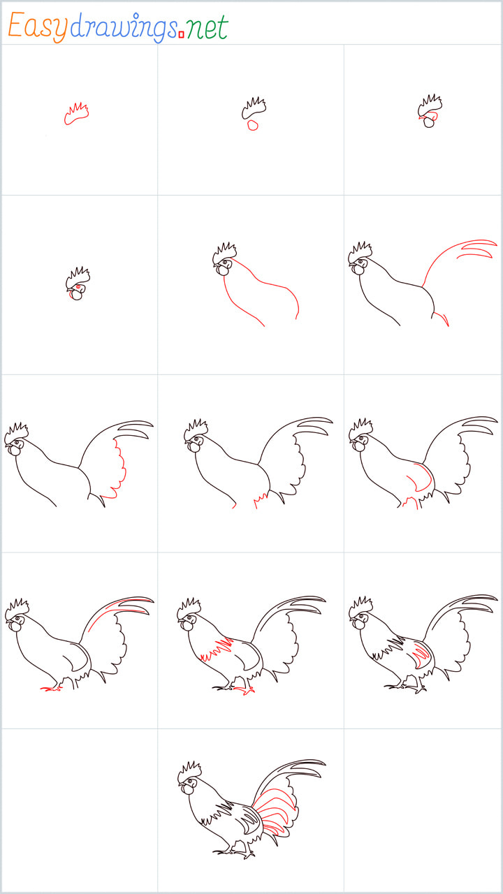 Overview Rooster Drawing