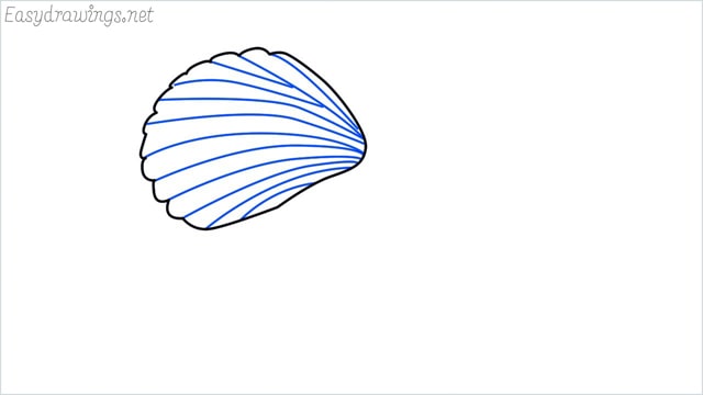 how to draw a clam shellfish step (3)