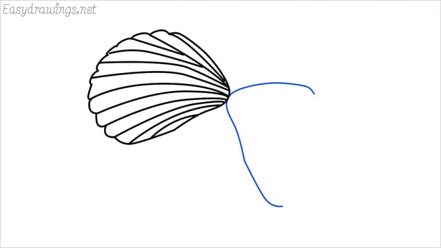 how to draw a clam shellfish step (4)