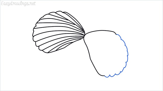 how to draw a clam shellfish step (5)