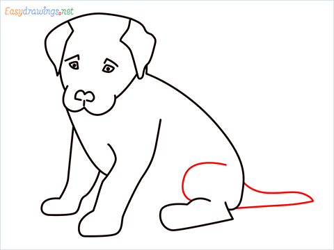 how to draw a cute dog sitting step (10)