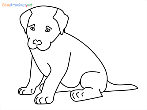how to draw a cute dog sitting step by step for beginners
