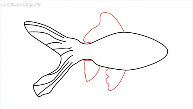 how to draw a goldfish step (5)
