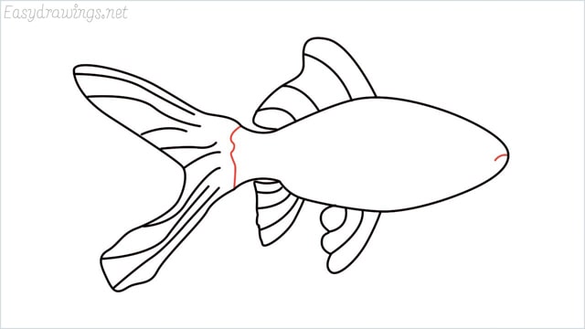 how to draw a goldfish step (7)