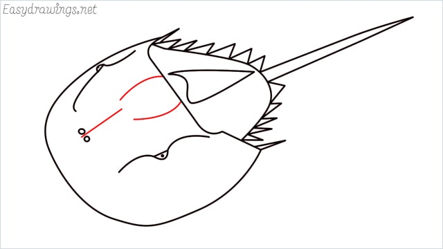 how to draw a horseshoe crab step (10)