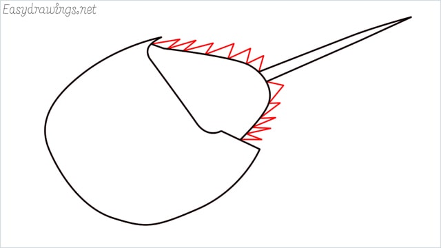how to draw a horseshoe crab step (5)