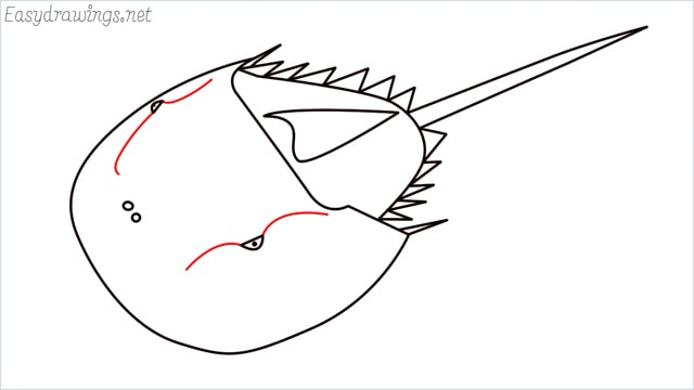 how to draw a horseshoe crab step (9)