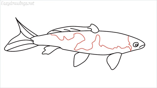 how to draw a koi fish step (9)