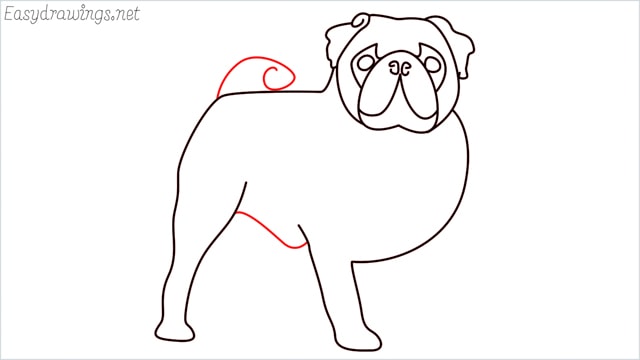 how to draw a pug step (11)