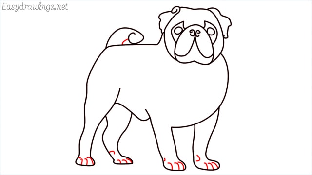 how to draw a pug step (14)