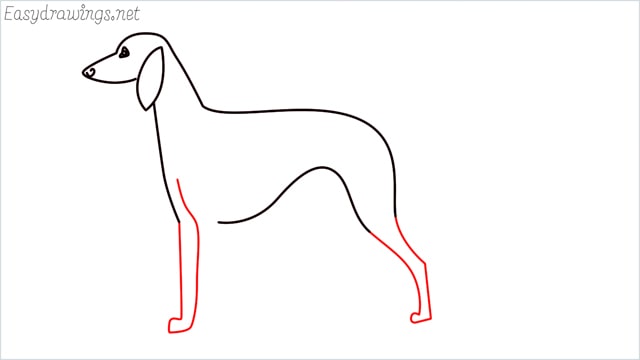 how to draw a suluki dog step (6)