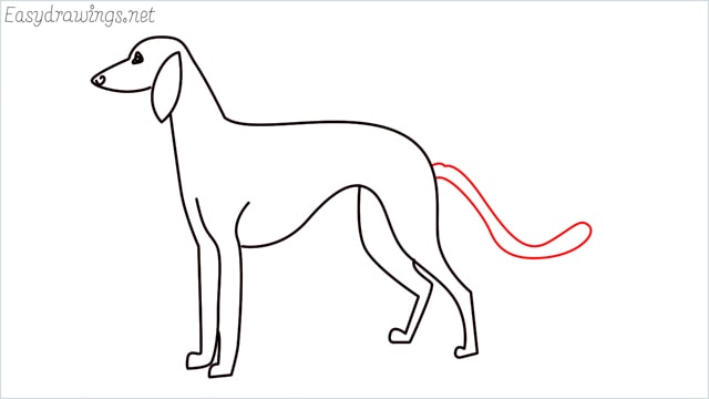 how to draw a suluki dog step (8)