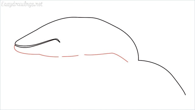 how to draw a whale step (4)