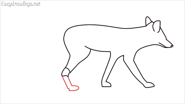 how to draw a wolf step (10)