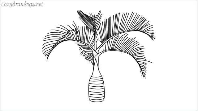 how to draw a Areca tree drawing step by step for beginners