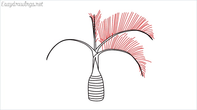 how to draw a Areca tree step (6)
