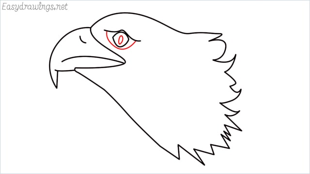 how to draw a eagle head step (9)