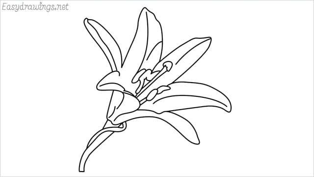 how to draw a lily drawing step by step for beginners