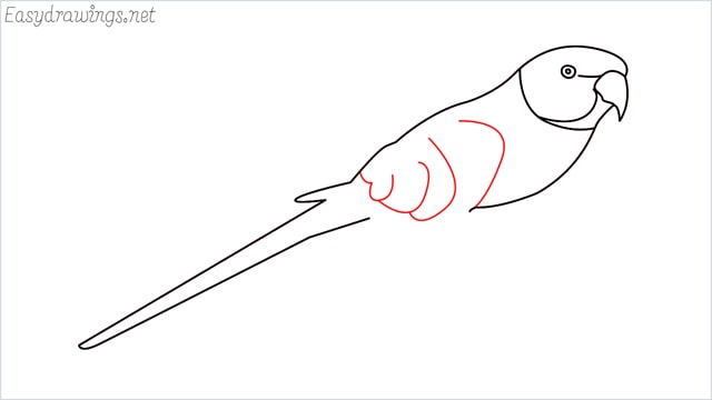 how to draw a parrot step (5)