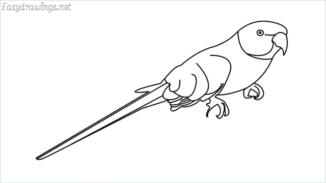 how to draw a parrot step by step for beginners