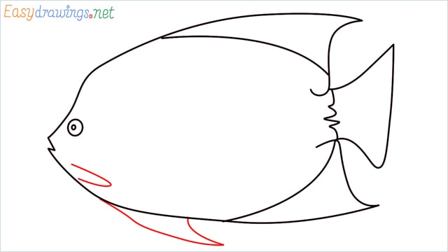 how to draw a King Angelfish step (8)