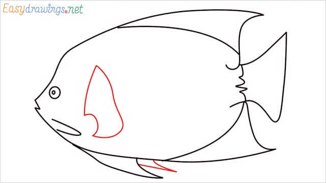 how to draw a King Angelfish step (9)