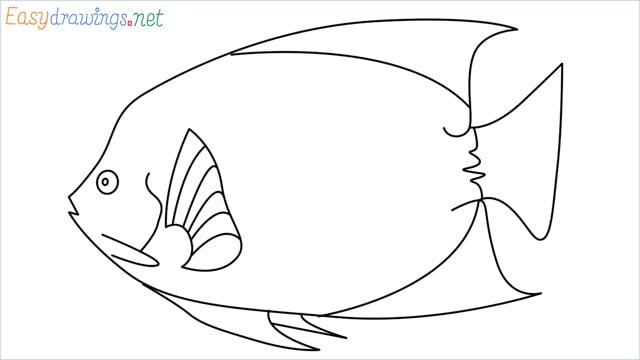 how to draw a King Angelfish step by step for beginners