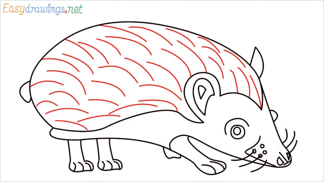 how to draw a hedgehog step (12)