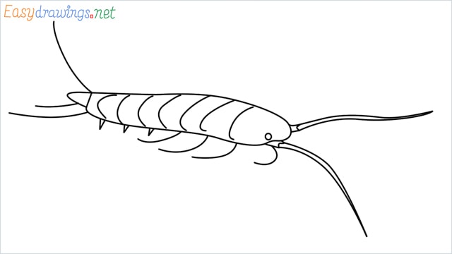 How to draw a Silverfish step by step