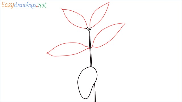 how to draw a chilli tree step (4)