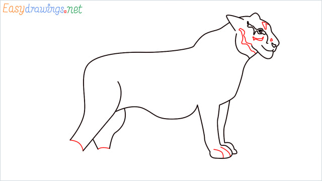How to draw a Tiger step (11)