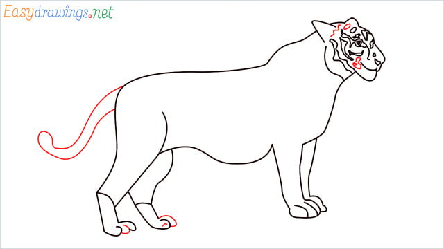 How to draw a Tiger step (13)