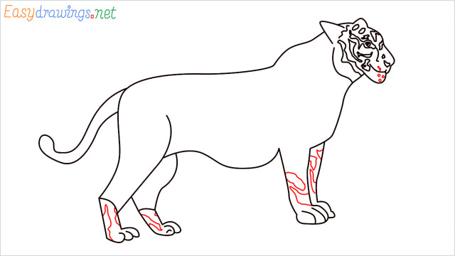 How to draw a Tiger step (14)