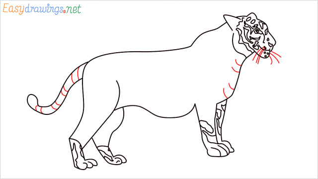 How to draw a Tiger step (15)
