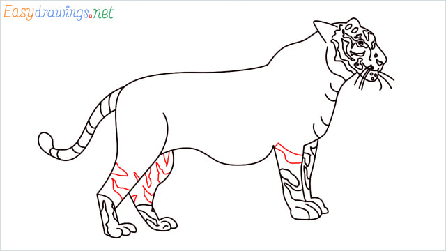 How to draw a Tiger step (16)