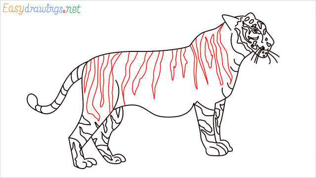 How to draw a Tiger step (17)