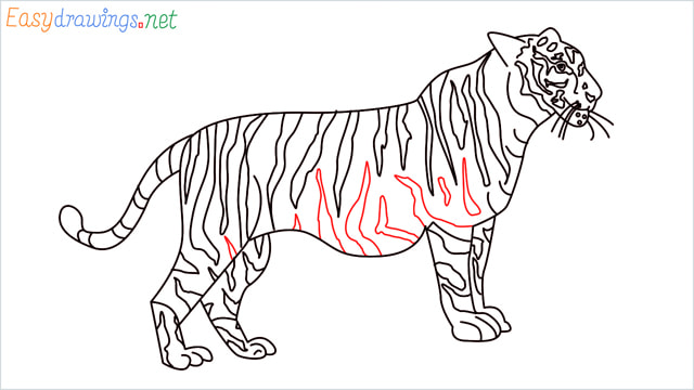 How to draw a Tiger step (18)