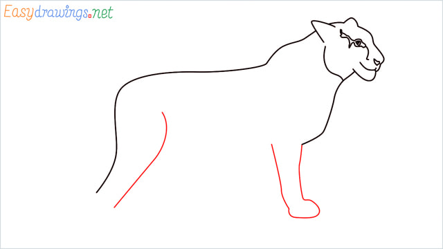 How to draw a Tiger step (8)