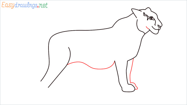 How to draw a Tiger step (9)
