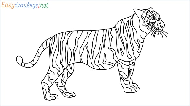 How to draw a Tiger step by step