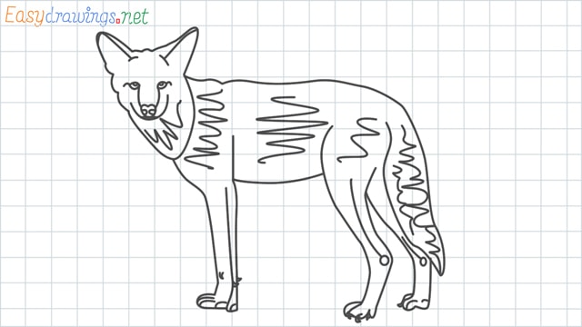 Coyote grid line drawing